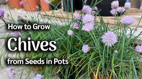 種韭菜|如何用種子種韭菜，種一次吃多年 How to grow Chives from。